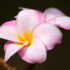 Fleur Hawaii Zen