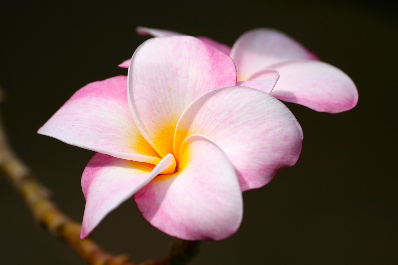 Fleur Hawaii Zen