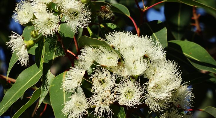 Les bienfaits de l'Eucalyptus