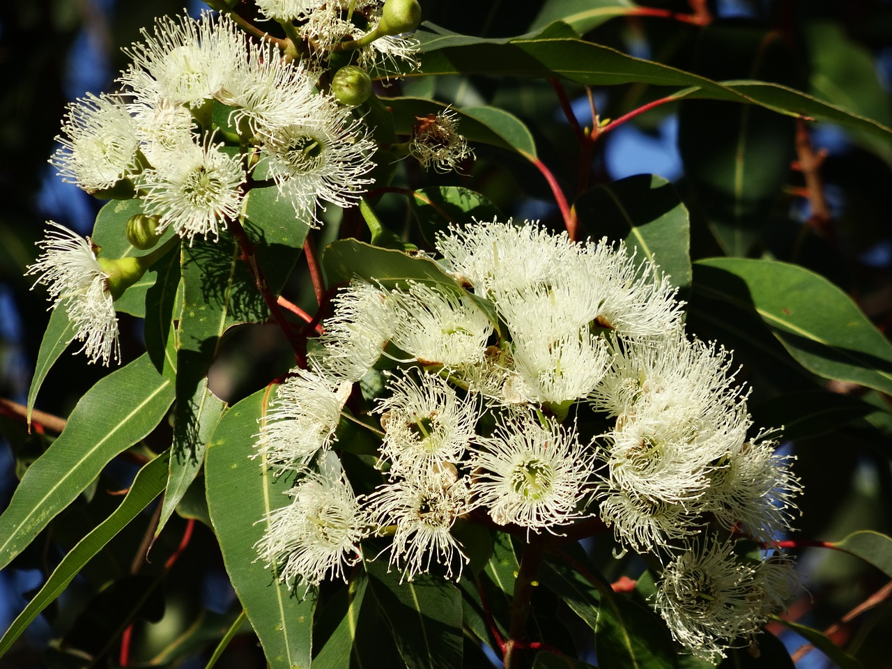 Les bienfaits de l'Eucalyptus