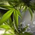 cbd et bien être